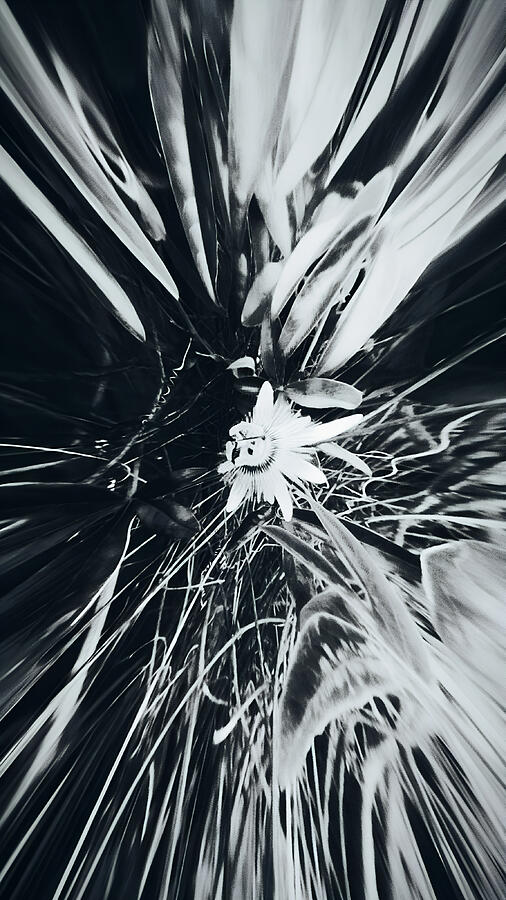 Abstract Floral Burst